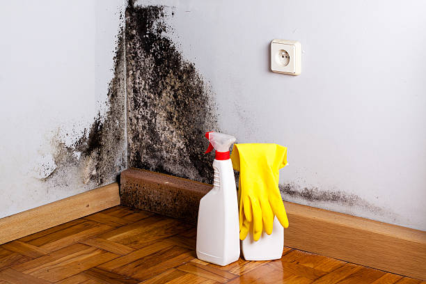 Best Commercial Mold Removal  in Whitaker, PA