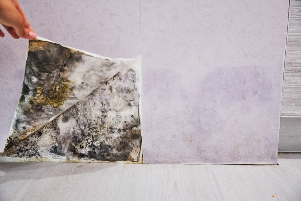 Best Professional Mold Removal  in Whitaker, PA